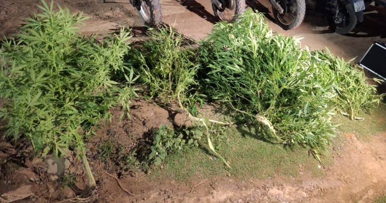 EN DOS PROCEDIMIENTOS SECUESTRARON ARMAS Y PLANTAS DE MARIHUANA