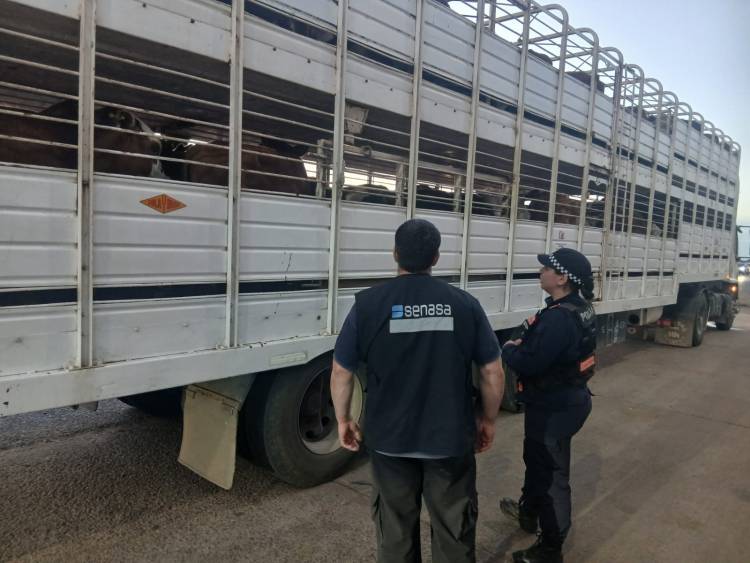 FIN DE SEMANA: INCAUTARON ARMA DE FUEGO, ARMA BLANCA Y SECUESTRARON AVES SILVESTRES