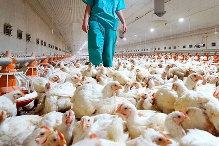 CONFIRMAN NUEVO CASO DE GRIPE AVIAR Y RECOMIENDAN A PRODUCTORES REFORZAR MEDIDAS SANITARIAS