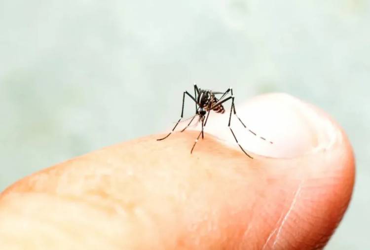 SALUD CONFIRMÓ QUE CHACO NO REGISTRA CASOS DE DENGUE Y PIDIÓ PREVENCIÓN