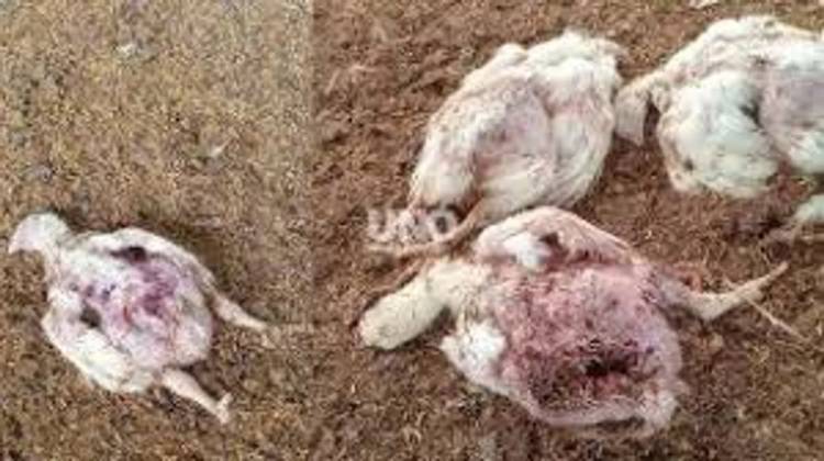 UNA JAURÍA ATACÓ Y MATÓ A MÁS DE 2.000 POLLOS EN SANTA FE
