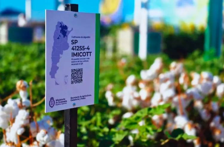 ALGODÓN: PRESENTAN LOGRO TECNOLÓGICO CON VARIEDAD RESISTENTE AL ESTRÉS HÍDRICO