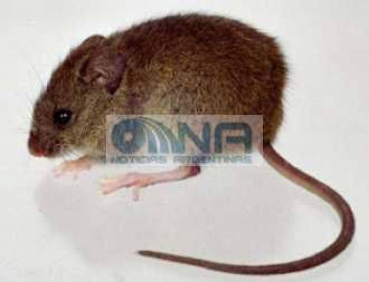 LA OMS CONFIRMÓ UN SEGUNDO CASO DE HANTAVIRUS EN EL CRUCERO