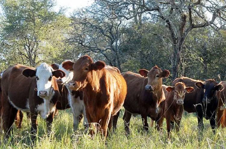 REPETTO: "BUEN MOMENTO GANADERO, PERO CON ALERTAS EN LA AGRICULTURA"