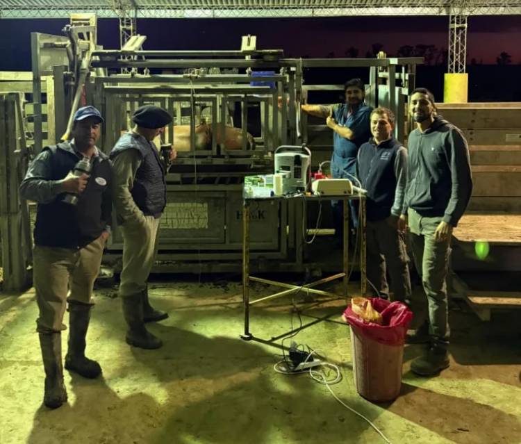 AVANZAN EN PRODUCCIÓN DE EMBRIONES BOVINOS IN VITRO