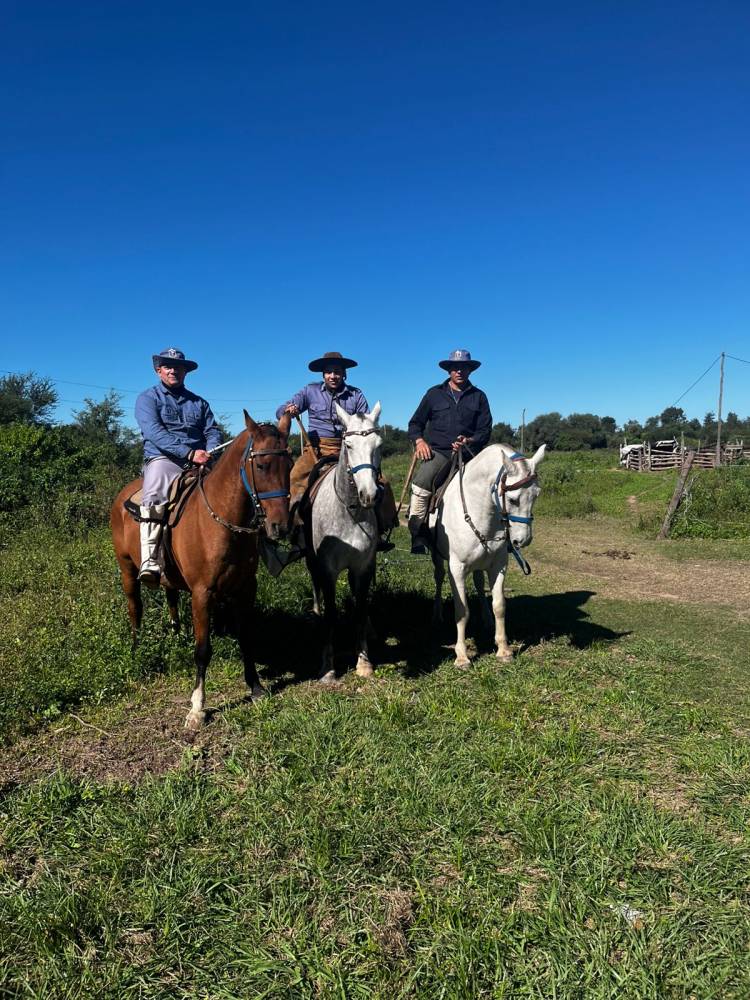 TRES ISLETAS: SECUESTRARON OCHO ANIMALES VACUNOS EN UNA INVESTIGACIÓN POR SUPUESTO HURTO GANADERO