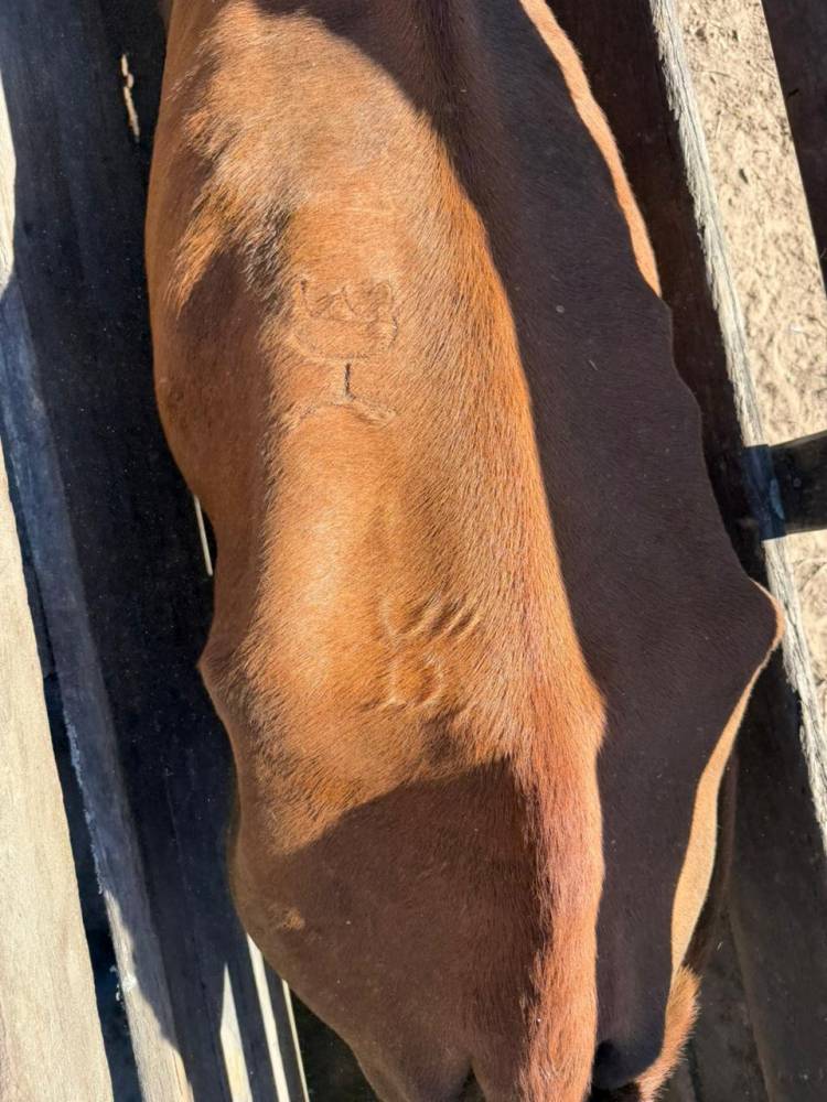 QUISO PASAR LOS CONTROLES CON MÁS DE 60 ANIMALES CON MARCAS Y SEÑALES AJENAS