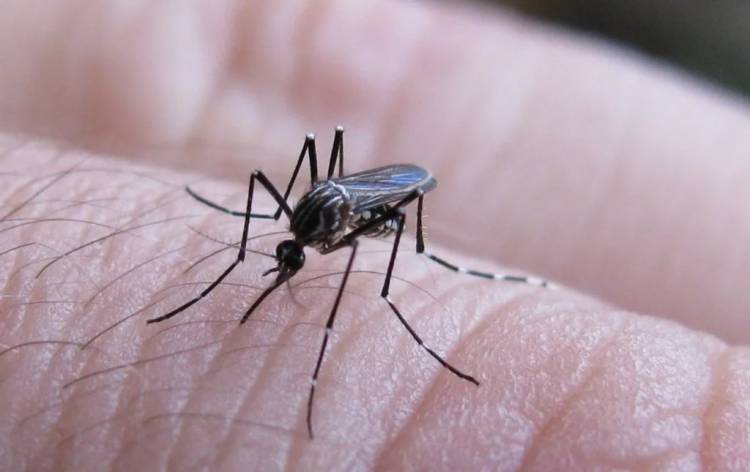 SE NOTIFICARON 258 CASOS NUEVOS DE FIEBRE CHIKUNGUNYA