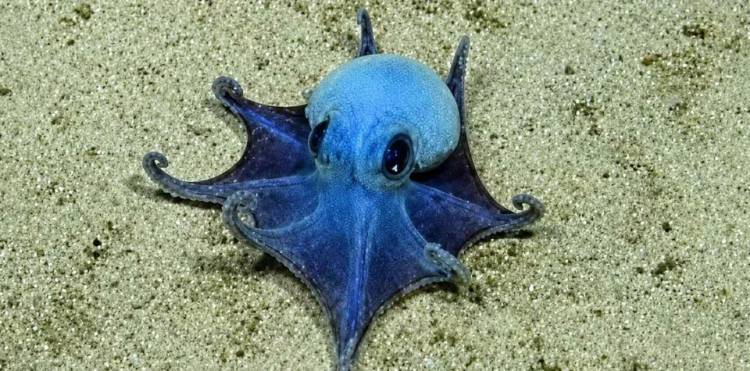 DESCUBREN NUEVA ESPECIE DE DIMINUTO PULPO AZUL EN LAS ISLAS GALÁPAGOS