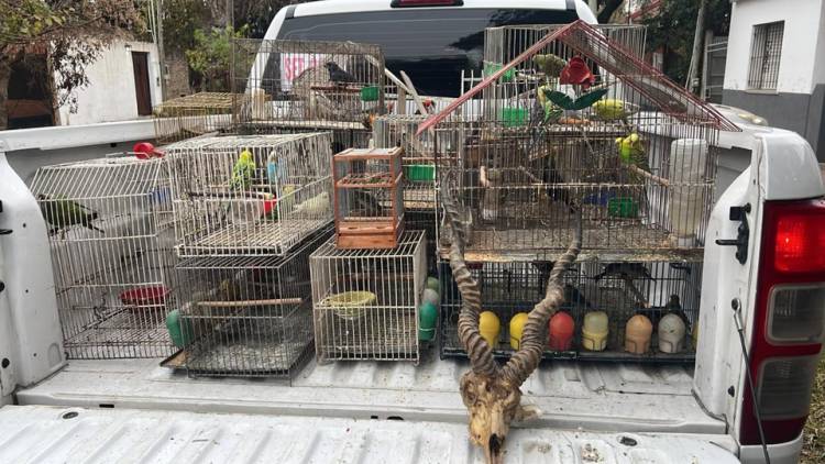 VENDÍAN FAUNA SILVESTRE POR REDES SOCIALES Y FUERON CAPTURADOS