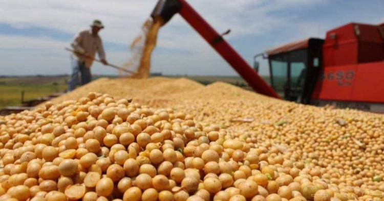 PESE A LA COSECHA RÉCORD, EL CAMPO LIQUIDÓ MENOS: LOS DETALLES DEL INFORME