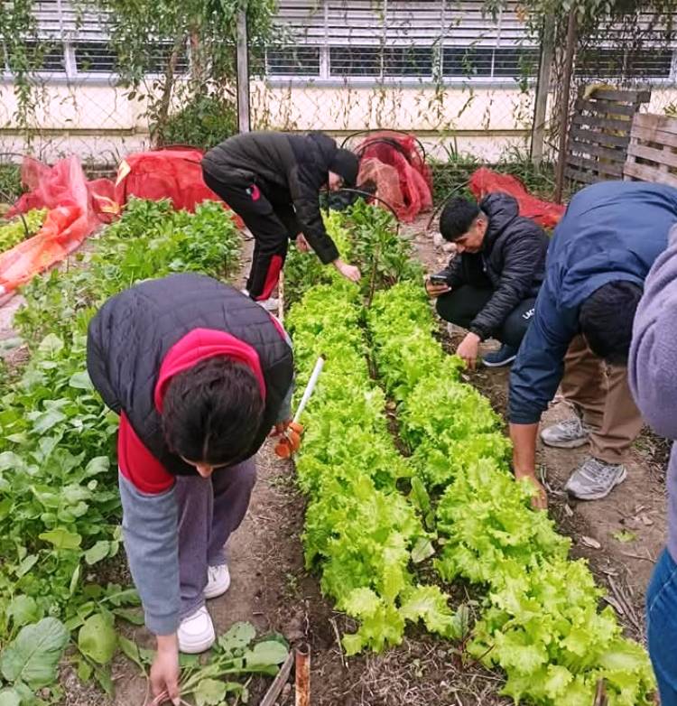 VILLA ÁNGELA: LA HUERTA DEL IESVA CONTINÚA EN PRODUCCIÓN DURANTE EL RECESO INVERNAL